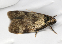 Barea bryochroa