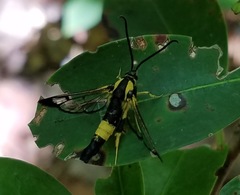 Synanthedon kathyae