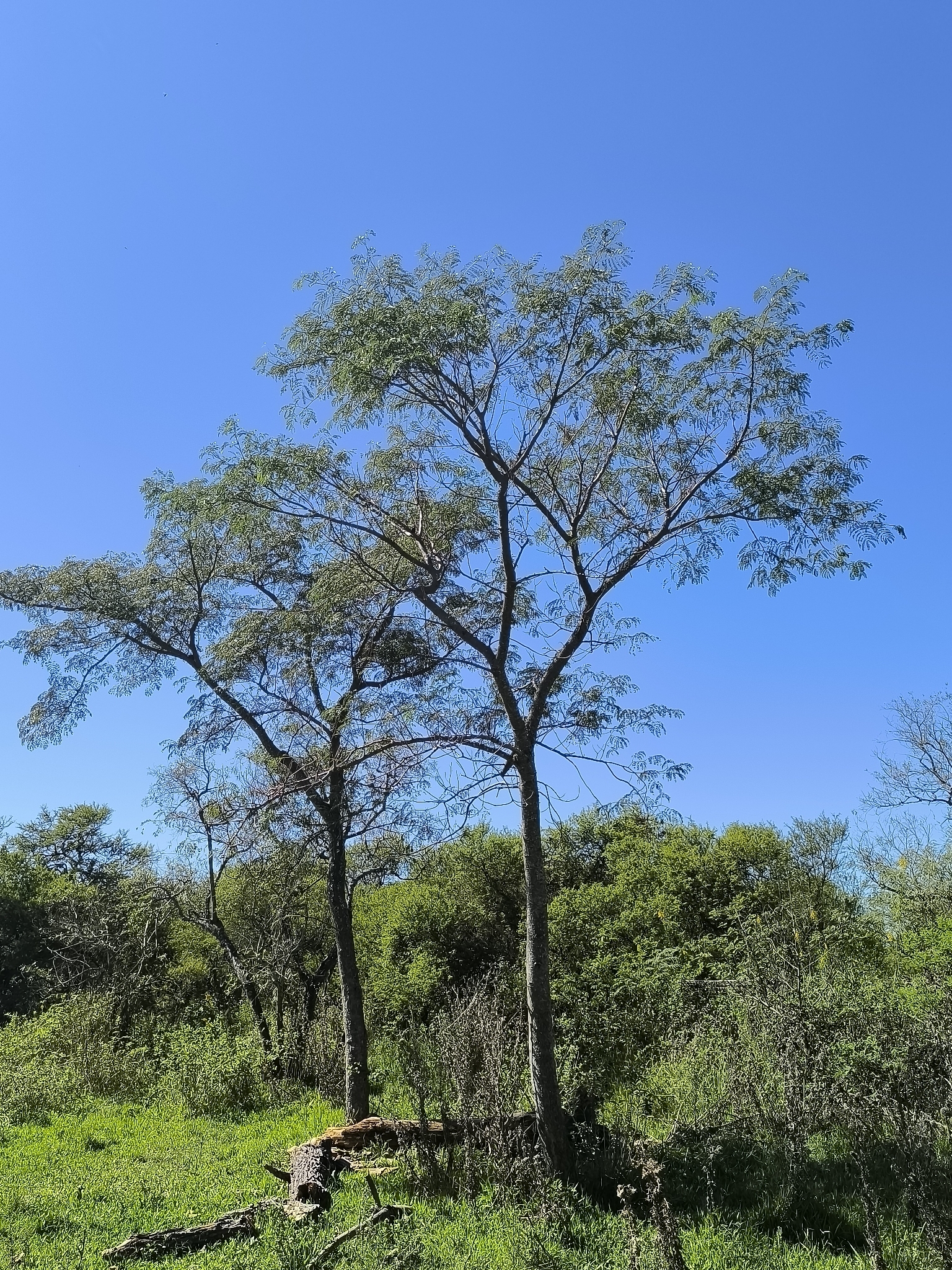 Pacara Earpod Tree (Enterolobium contortisiliquum)