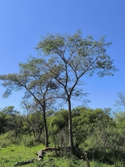 L'enterolobium Contortisiliquum Est Un Grand Arbre Tropical D'amérique Du Sud (Enterolobium contortisiliquum)