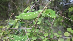 Naultinus punctatus