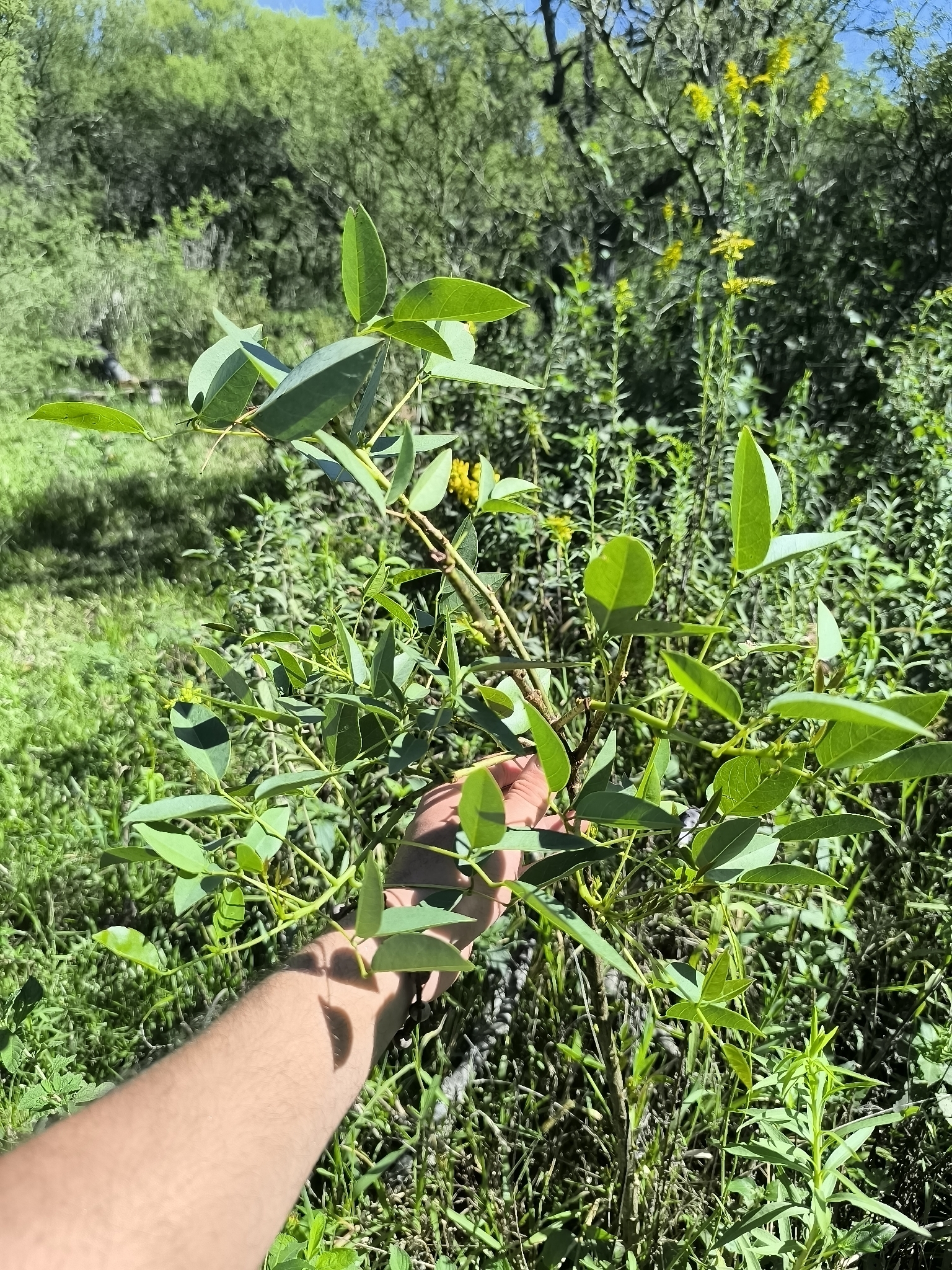 Cockspur Coraltree (Erythrina crista-galli)