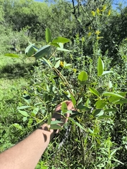 Cockspur Coraltree (Erythrina crista-galli)