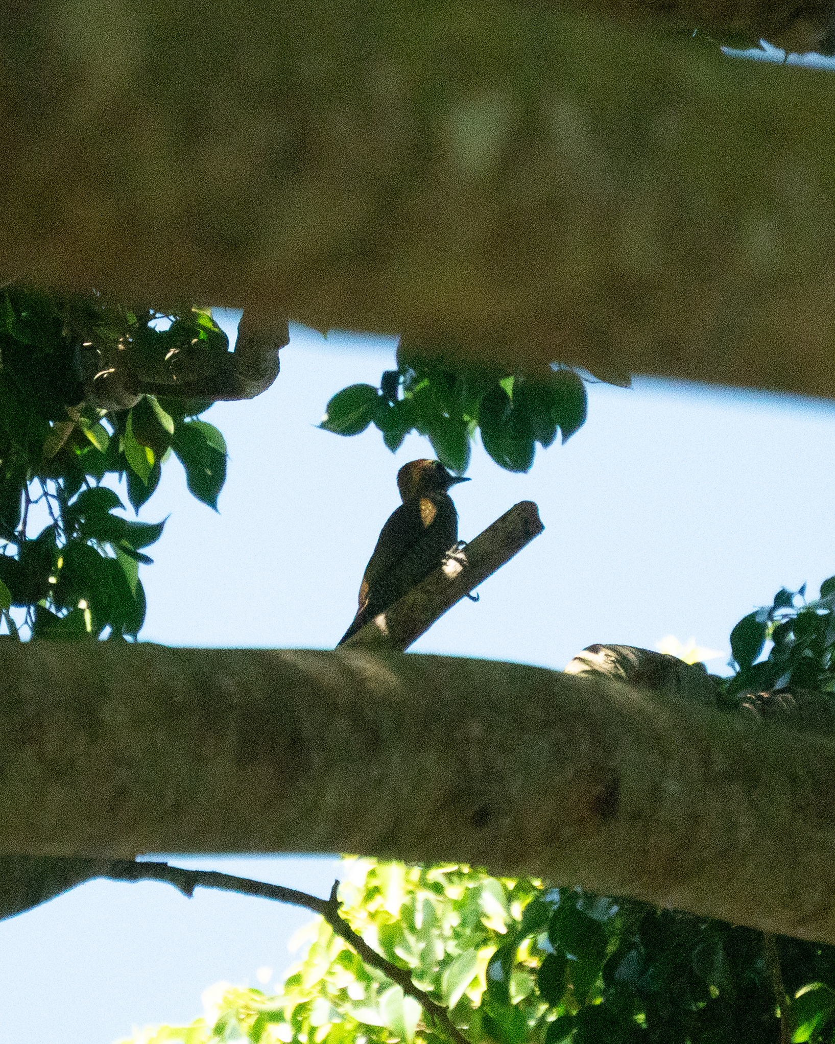 Yellow-eared Woodpecker (Veniliornis maculifrons), photo 3