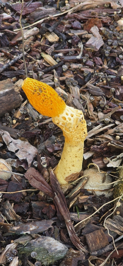 Phallus multicolor · March 2026 · photo: © janegrowsgardenrooms (iNaturalist, cc-by)