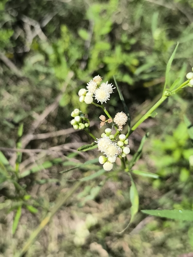 marsh baccharis (Baccharis glutinosa)