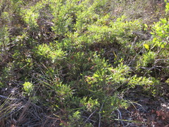 Banksia armata armata