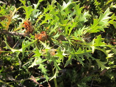 Banksia armata armata