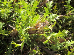 Banksia armata armata