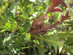 Banksia armata armata