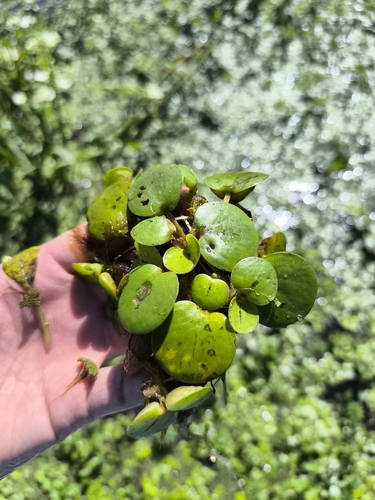 Amazon Frogbit (Limnobium laevigatum)