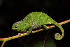 Furcifer willsii