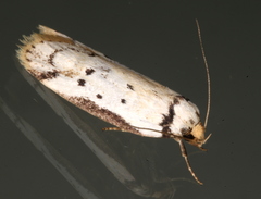 Philobota thiocrossa