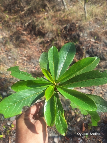 Mexican Pepperbush (Clethra mexicana)
