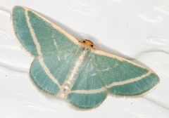 Mixocera latilineata