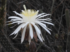 Nyctocereus serpentinus