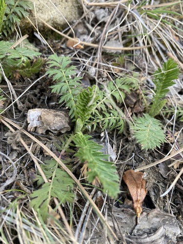iNaturalist observation 2026-03-29