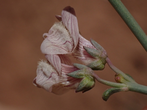 Acanthorrhinum ramosissimum