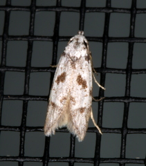 Oxythecta hieroglyphica