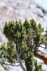 Juniperus durangensis