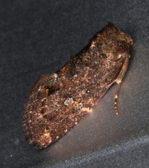 Elusa