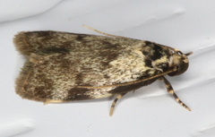 Barea bryochroa
