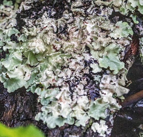 Parmotrema tinctorum observed 2026-03-14