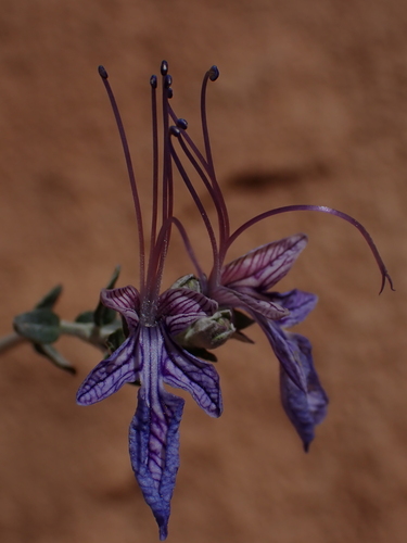 Teucrium malenconianum
