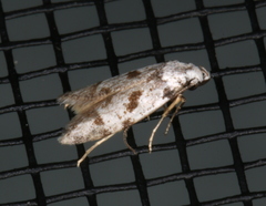 Oxythecta hieroglyphica