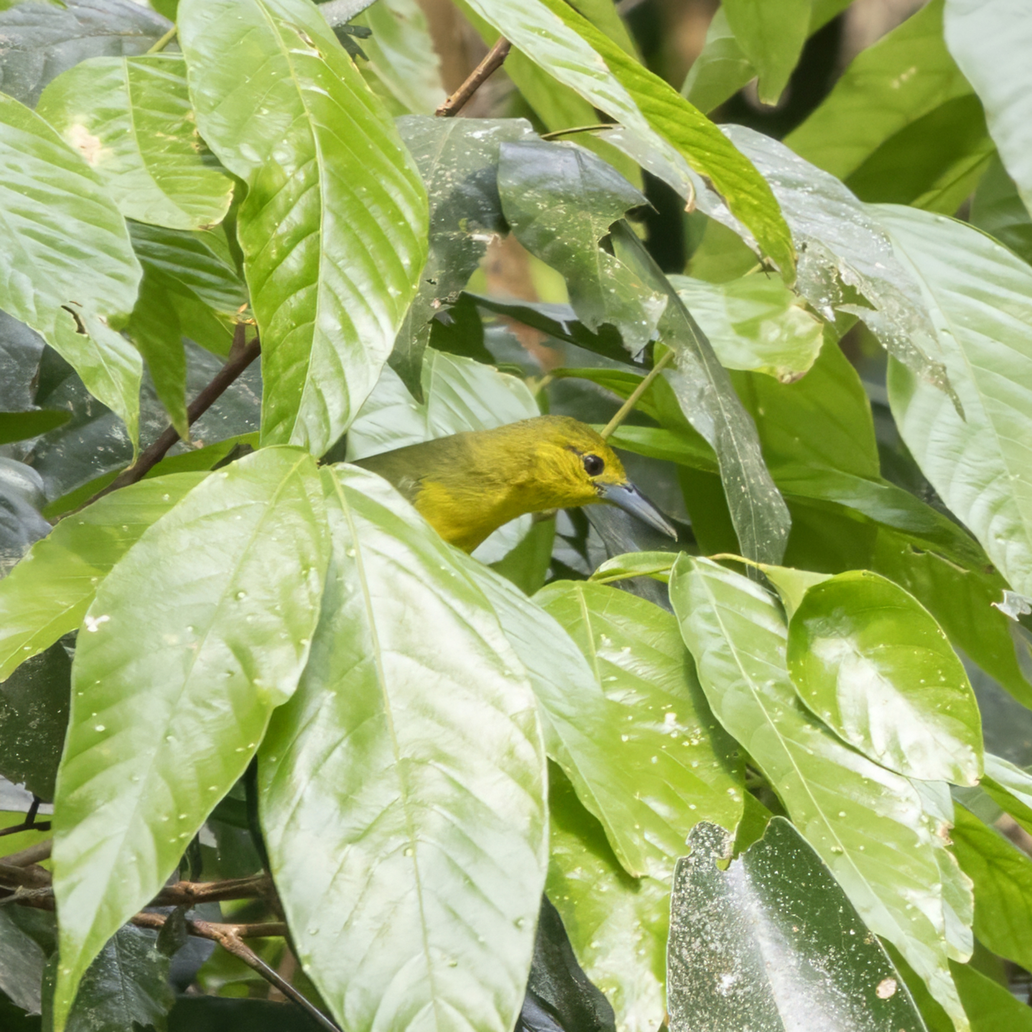Great Iora (Aegithina lafresnayei), photo 4