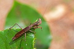 Callimantis