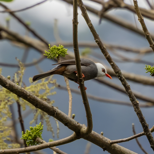 White-headed Bulbul (Hypsipetes thompsoni), photo 8