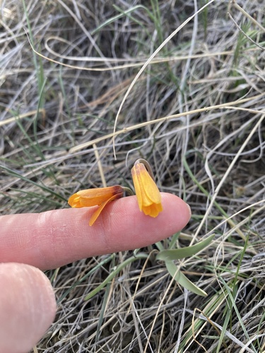 iNaturalist observation 2026-03-29