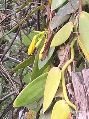 Vanilla pompona, photograph author not stated, no rights reserved