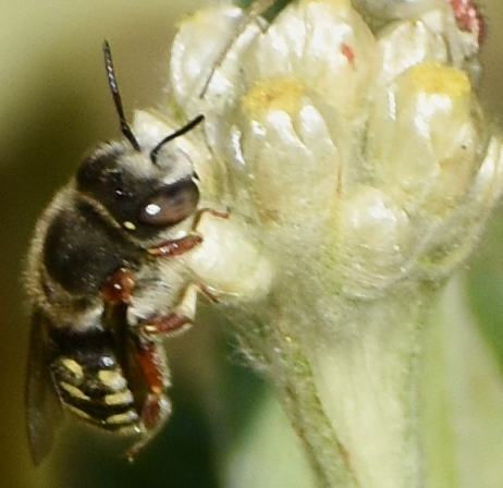 Anthidium palmarum