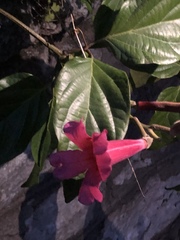 Amphilophium