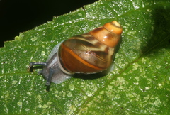 Sultana deburghiae