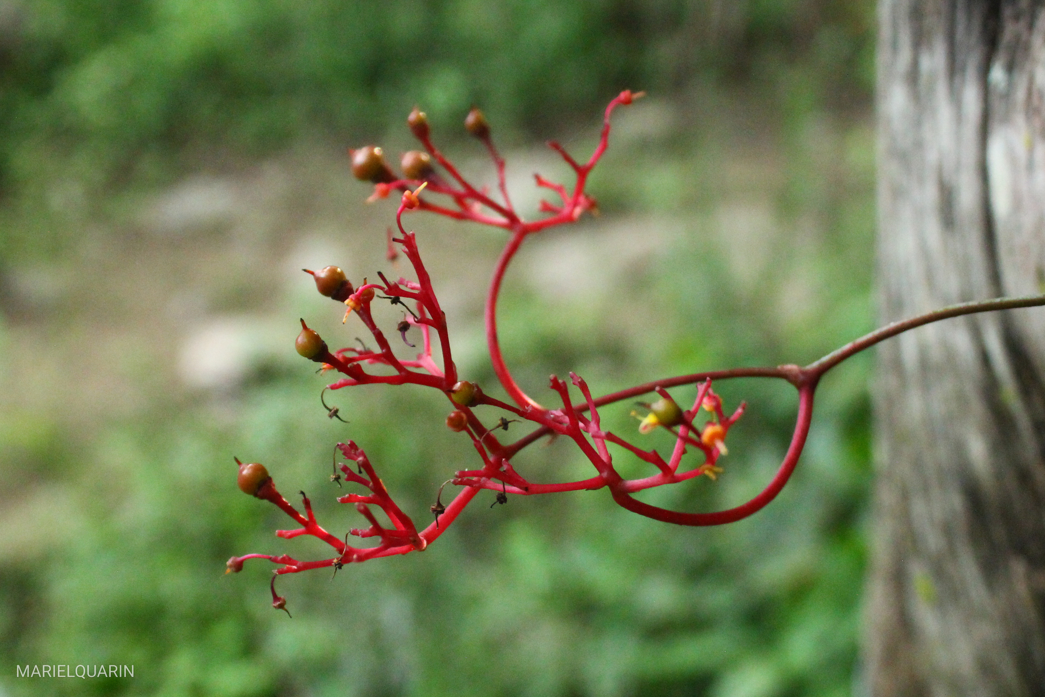 Clematicissus tweedieana