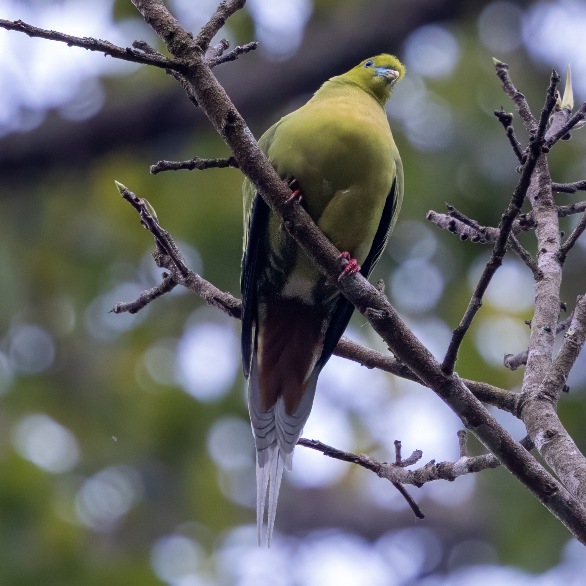 Pin-tailed Green Pigeon (Treron apicauda), photo 6
