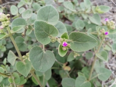 Mirabilis viscosa
