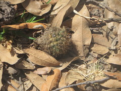 Mammillaria discolor