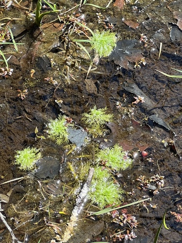 Featherfoil (Hottonia inflata)