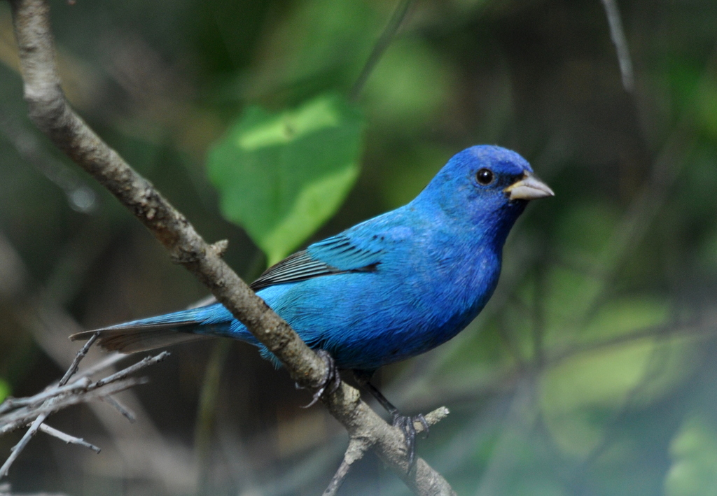 Indigo Bunting (Birds of Fort Bowie NHS) · iNaturalist