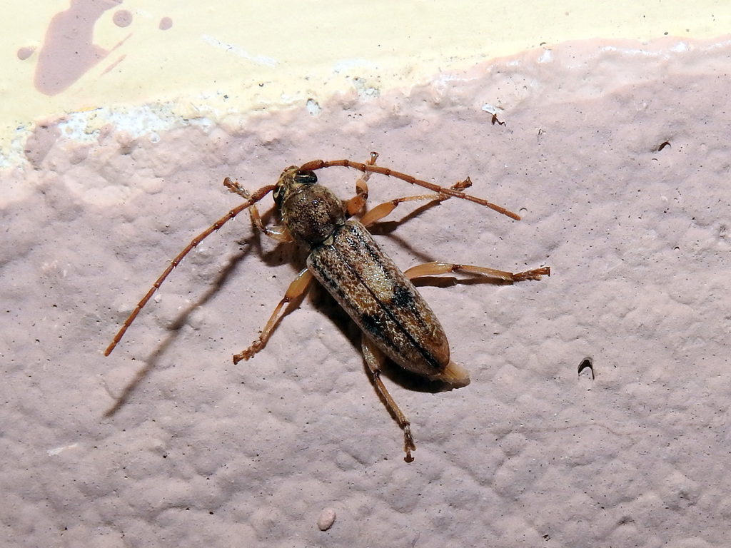 Anelaphus cinereus