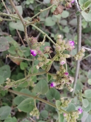 Mirabilis viscosa
