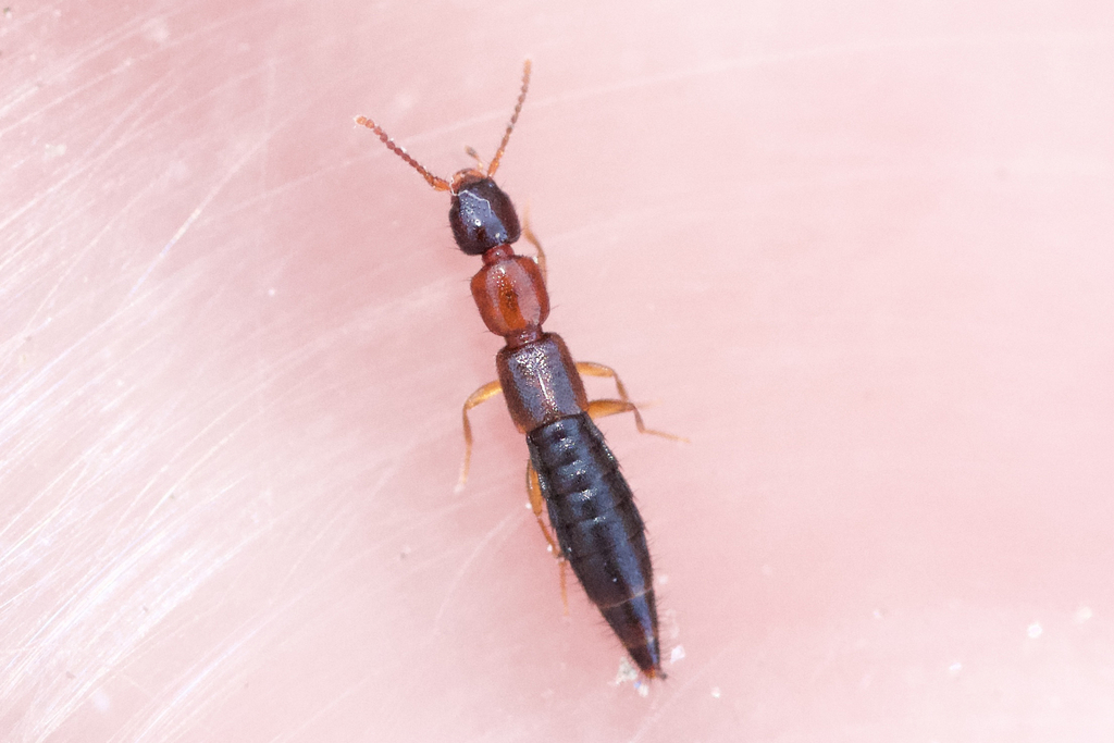Rove beetle