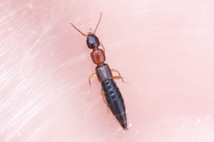 Sunius melanocephalus