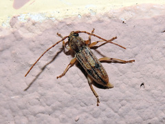 Anelaphus cinereus