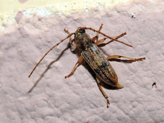 Anelaphus cinereus