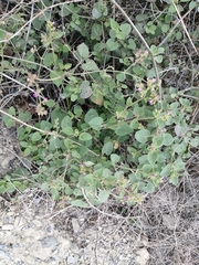Mirabilis viscosa